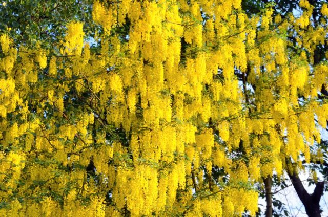 Mit seinen üppigen goldgelben Blütenkaskaden ist der Goldregen eine wahrhaft prachtvolle Zierpflanze. (Foto: © Martina Hörle)