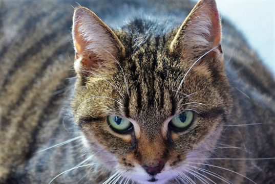 EKH Alice ist seit drei Wochen im Tierheim und wartet sehnsüchtig auf ein neues Zuhause. (Foto: © Martina Hörle)