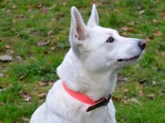 Die schöne Hündin Hajnal ist vermutlich ein Schäferhund-Labrador-Mix. Sie ist seit April dieses Jahres im Tierheim. Jetzt möchte sie gerne umziehen. (Foto: © Martina Hörle)