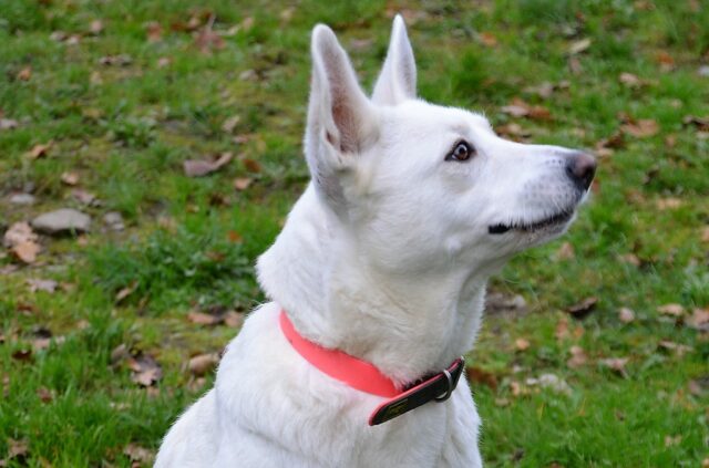 Die schöne Hündin Hajnal ist vermutlich ein Schäferhund-Labrador-Mix. Sie ist seit April dieses Jahres im Tierheim. Jetzt möchte sie gerne umziehen. (Foto: © Martina Hörle)