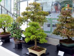 Die Bonsai-Ausstellung steht dieses Jahr ganz im Zeichen des Ahorns. Diese Baumart ist aufgrund ihrer Blattfärbung sehr beliebt. Zwanzig verschiedene Arten sind in der Orchideenhalle zu besichtigen. (Foto: © Martina Hörle)