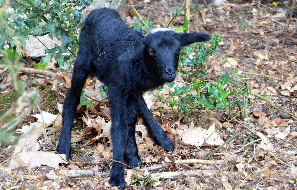 Das schwarze Lamm ist ein Sonntagskind. Es wurde heute Morgen geboren. Munter stakst es auf langen dünnen Beinen hinter der Mutter her. (Foto: © Martina Hörle)