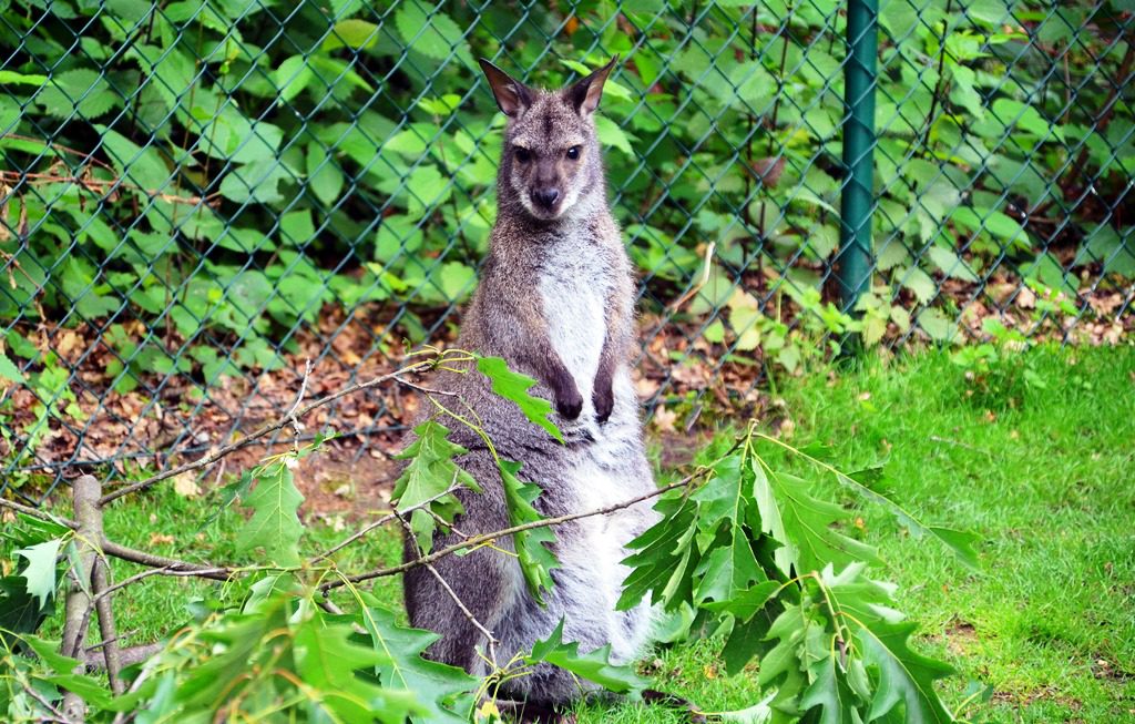 Kerstin, das Känguru-Weibchen hat gerade Nachwuchs bekommen. Noch steht nicht fest, ob es ein Junge oder Mädchen ist. Vater Lumpi, das Albino-Känguru, macht sich darüber keine Gedanken. (Foto: © Martina Hörle)