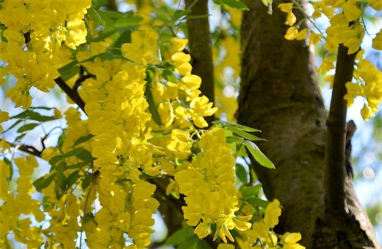 Wunder der Natur Goldregen Das SolingenMagazin