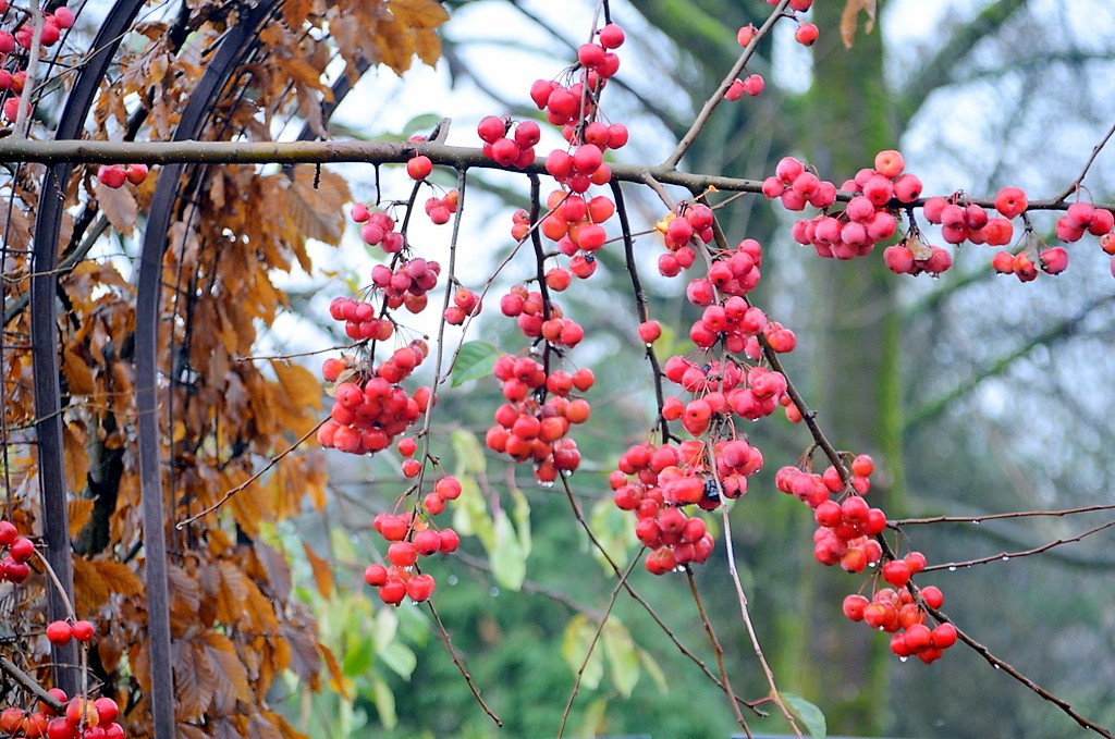 Zweige mit leicht eingetrockneten Früchten lassen sich mit den Frühblühern auf reizvolle Art kombinieren. (Foto: © Martina Hörle)