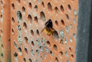 Eine Mauerbiene erfreut sich des Bienenhotels, das die Biologische Station im Rahmen des Wildbienenlehrpfades im Botanischen Garten aufgestellt hat. (Foto: © Sandra Grünwald)