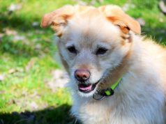 Buddy, der bildschöne Retriever-Corgi-Mischling, sucht ein neues Zuhause mit Dosenöffnern, die bereits Hundeerfahrung haben. (Foto: © Martina Hörle)
