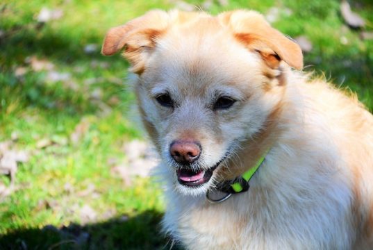 Buddy, der bildschöne Retriever-Corgi-Mischling, sucht ein neues Zuhause mit Dosenöffnern, die bereits Hundeerfahrung haben. (Foto: © Martina Hörle)