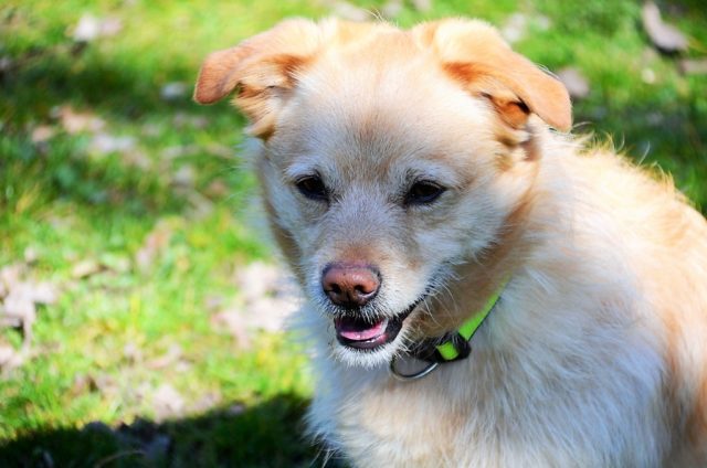 Buddy, der bildschöne Retriever-Corgi-Mischling, sucht ein neues Zuhause mit Dosenöffnern, die bereits Hundeerfahrung haben. (Foto: © Martina Hörle)