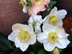 Wenn der Garten bereits im Winterschlaf liegt, zeigt die Christrose ihre zauberhaften weißen Blüten. (Foto: © Martina Hörle)