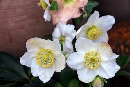 Wenn der Garten bereits im Winterschlaf liegt, zeigt die Christrose ihre zauberhaften weißen Blüten. (Foto: © Martina Hörle)