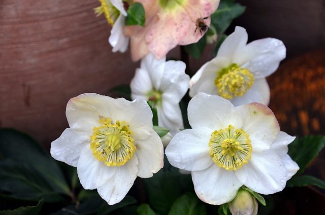 Wenn der Garten bereits im Winterschlaf liegt, zeigt die Christrose ihre zauberhaften weißen Blüten. (Foto: © Martina Hörle)