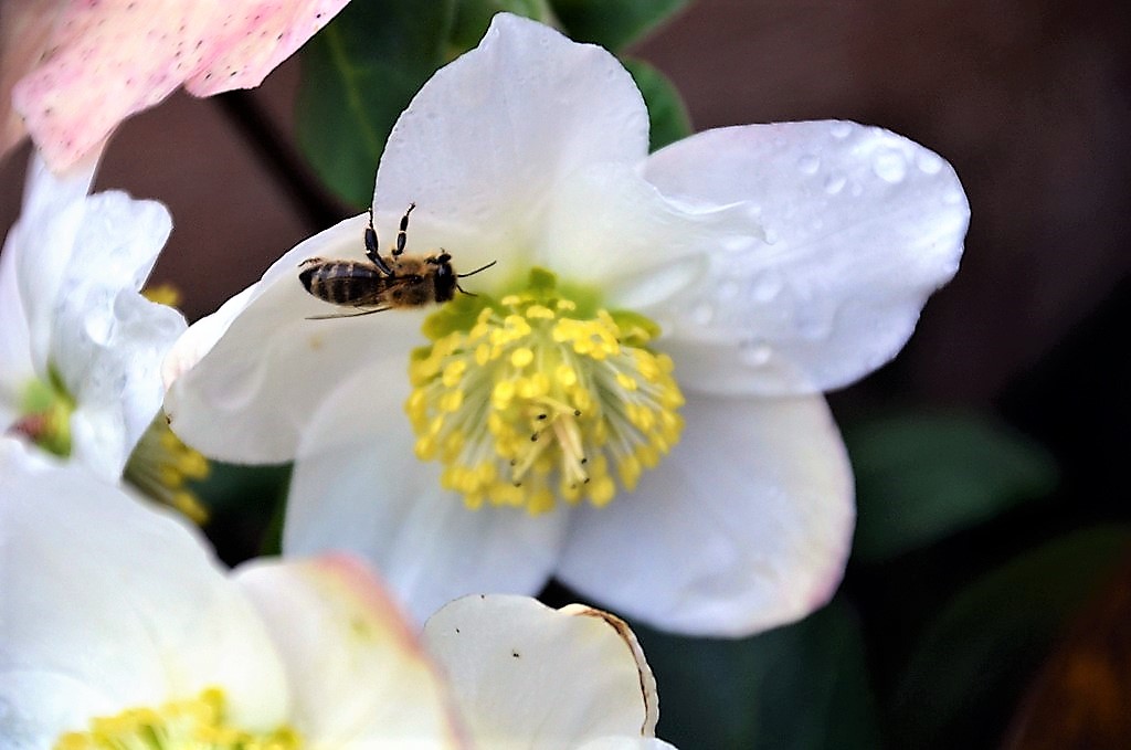 Die Christrose ist bei Insekten überaus beliebt. Solange es warm genug ist, fliegen die Bienen zielstrebig zu dieser willkommenen Nahrungsquelle. (Foto: © Martina Hörle)