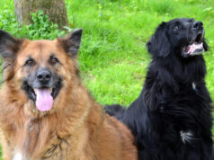 Clooney und Belice sind zwei schmusige Hunde-Senioren, auf der Suche nach einem neuen Heim. Sie haben sich im Tierheim Solingen angefreundet. (Foto: © Martina Hörle)