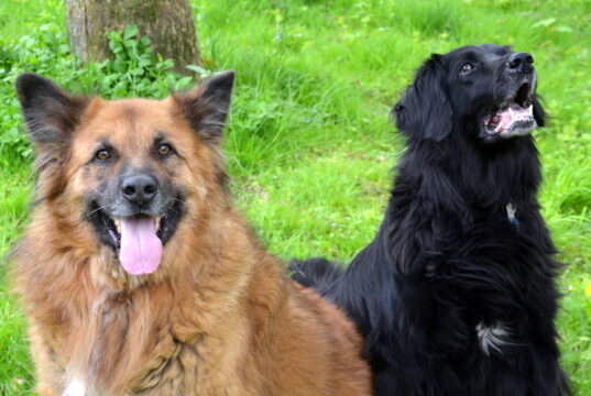 Clooney und Belice sind zwei schmusige Hunde-Senioren, auf der Suche nach einem neuen Heim. Sie haben sich im Tierheim Solingen angefreundet. (Foto: © Martina Hörle)