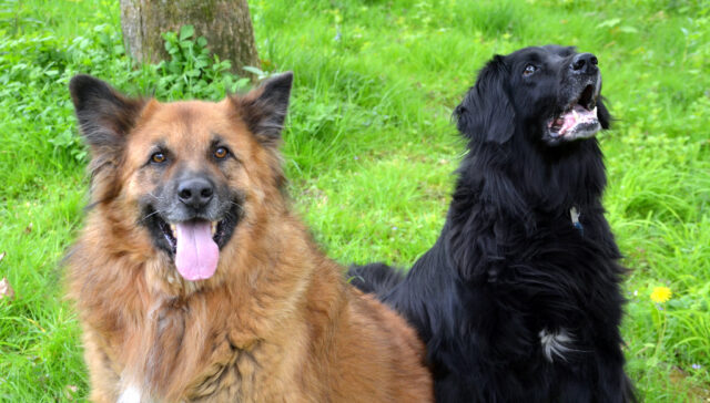 Clooney und Belice sind zwei schmusige Hunde-Senioren, auf der Suche nach einem neuen Heim. Sie haben sich im Tierheim Solingen angefreundet. (Foto: © Martina Hörle)