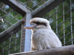 Der Lachende Hans ist vor kurzer Zeit in den Vogelpark eingezogen. In einigen Wochen wird er seine neue Gefährtin kennenlernen. (Foto: © Martina Hörle)