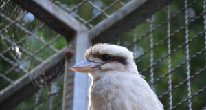 Der Lachende Hans ist vor kurzer Zeit in den Vogelpark eingezogen. In einigen Wochen wird er seine neue Gefährtin kennenlernen. (Foto: © Martina Hörle)