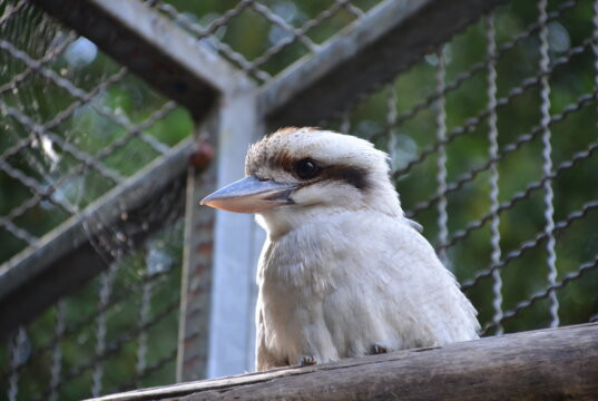 Der Lachende Hans ist vor kurzer Zeit in den Vogelpark eingezogen. In einigen Wochen wird er seine neue Gefährtin kennenlernen. (Foto: © Martina Hörle)