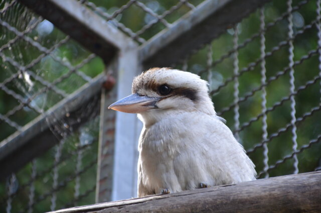Vogelpark-Lachender_Hans - 1 Der Lachende Hans ist vor kurzer Zeit in den Vogelpark eingezogen. In einigen Wochen wird er seine neue Gefährtin kennenlernen. (Foto: © Martina Hörle)