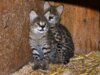 Die beiden kleinen Serval-Katzen sind am 12. Juli im Vogelpark zur Welt gekommen. (Foto: © Martina Hörle)