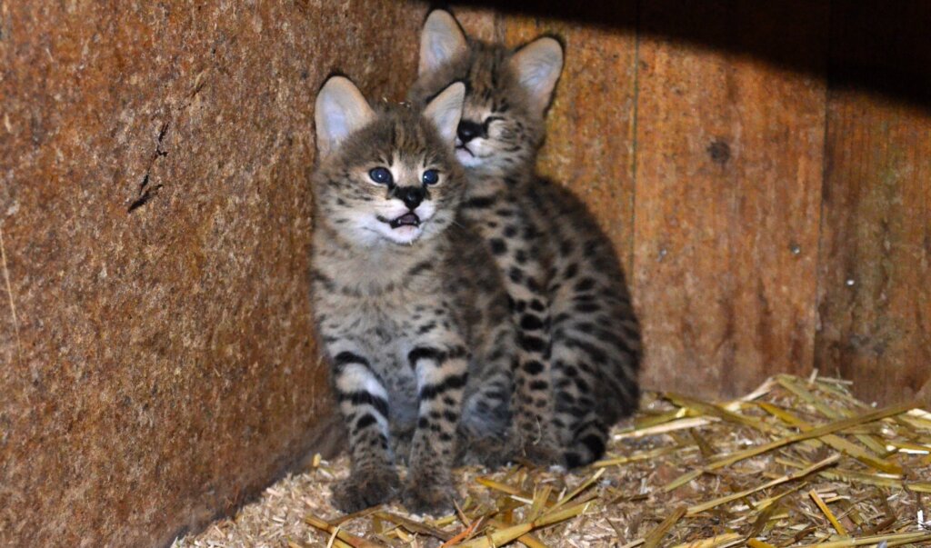 Die beiden kleinen Serval-Katzen sind am 12. Juli im Vogelpark zur Welt gekommen. (Foto: © Martina Hörle)