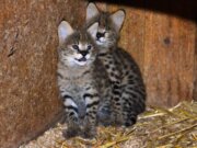 Die beiden kleinen Serval-Katzen sind am 12. Juli im Vogelpark zur Welt gekommen. (Foto: © Martina Hörle)