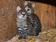 Die beiden kleinen Serval-Katzen sind am 12. Juli im Vogelpark zur Welt gekommen. (Foto: © Martina Hörle)