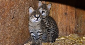 Die beiden kleinen Serval-Katzen sind am 12. Juli im Vogelpark zur Welt gekommen. (Foto: © Martina Hörle)