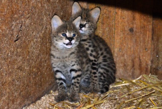 Die beiden kleinen Serval-Katzen sind am 12. Juli im Vogelpark zur Welt gekommen. (Foto: © Martina Hörle)