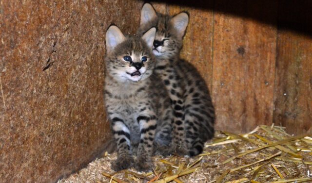 Die beiden kleinen Serval-Katzen sind am 12. Juli im Vogelpark zur Welt gekommen. (Foto: © Martina Hörle)