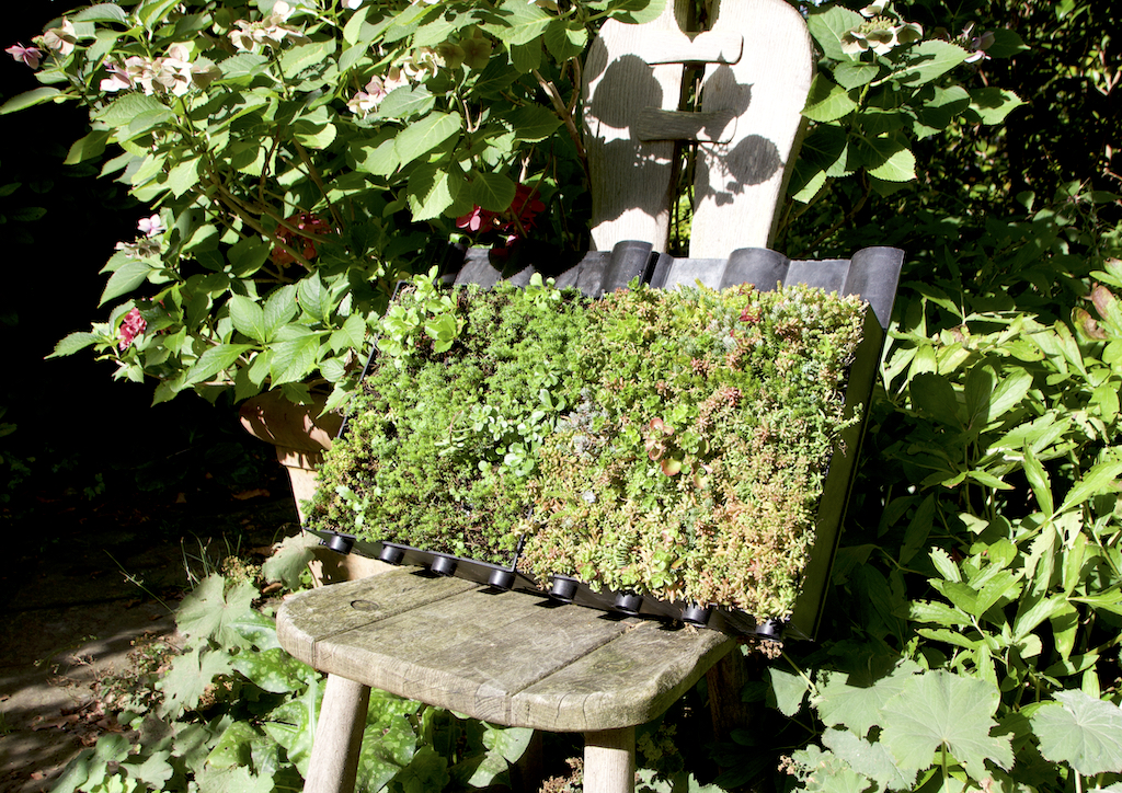 Sedum-Pflanzen bilden eine dichte Matte in den Kunststoffmodulen, die auf dem Steildach verlegt werden können. (Foto: © Sarah Schmitz)