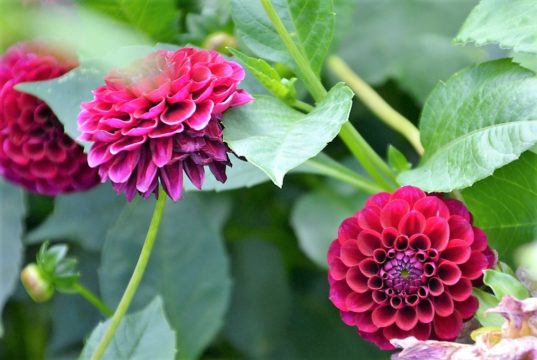 Derzeit sorgen die Dahlien für eine wahre Farbexplosion in den Gärten. Die Ball-Dahlie „Ivanetti“ besticht durch ihre purpurrote Farbe. (Foto: © Martina Hörle)