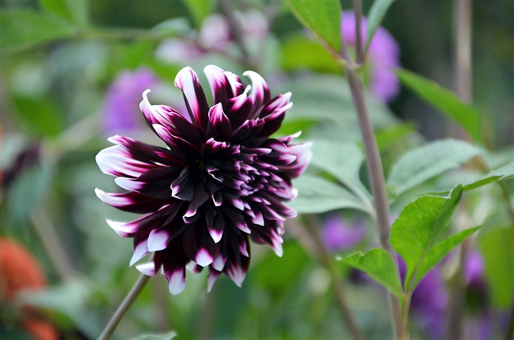 Die Schmuck-Dahlie „Mystery Day“ bringt viel Farbe in den Garten. Apart ist vor allem ihre große, mehrfarbige Blüte. (Foto: © Martina Hörle)