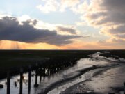 Dithmarschen: Land zwischen Wattenmeer und Nord-Ostsee-Kanal Dithmarschen, im Land der Kohlfelder, Windkraftanlagen und Alleen gibt es vielfältige Landschaften zwischen Nordseeküste, Sümpfen und Marschland zu entdecken. (Foto © Sandra Grünwald)