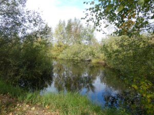 Spiegelungen im Süderholmer/Ostroher Moor. (Foto © Sandra Grünwald)