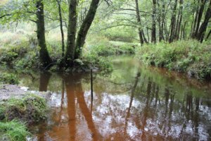 Das Flüsschen Giesel wandert immer wieder und verändert so die Landschaft. (Foto © Sandra Grünwald)
