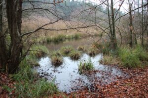 Das Gieselautal ist geprägt von Wasser. (Foto © Sandra Grünwald)