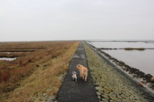 Der Trischendamm zwischen Land und Meer, zwischen Ebbe und Flut. (Foto © Sandra Grünwald)