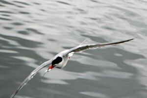 Am Vogelschutzgebiet Kronenloch lassen sich tolle Flugmanöver beobachten. (Foto © Sandra Grünwald)
