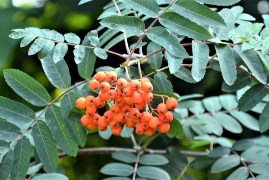 Die Eberesche, auch Vogelbeere genannt, bietet derzeit mit vielen leuchtend orangen bis roten Beeren einen wirklich prachtvollen Anblick. (Foto: © Martina Hörle)