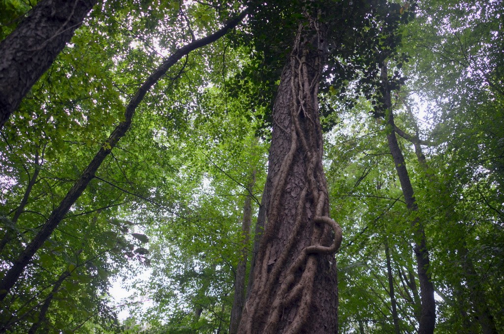 Der Efeu ist keine Schmarotzerpflanze. Er nutzt Bäume nur als Kletterhilfe. Dabei erreicht er nicht selten eine Höhe von 20-30 m. (Foto: © Martina Hörle)