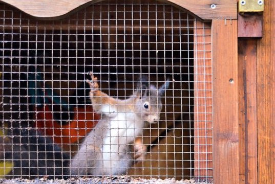 Bald ist es soweit. Dann kann das Hörnchen ausgewildert werden. Seit dem Herbst ist es bei Lena Sonnenschein in Pflege. (Foto: © Martina Hörle)