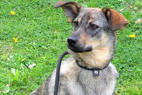 Ema, die bezaubernde kleine Schäferhund-Collie-Hündin, ist auf der Suche nach einem liebevollen Zuhause. Toll wäre es, wenn sie Zweithund sein könnte. (Foto: © Martina Hörle)