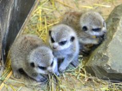 Mitte Januar sind im Tierpark Fauna vier kleine Erdmännchen zur Welt gekommen. Eins ist noch etwas scheu und traut sich nur selten aus dem Haus. (Foto: © Martina Hörle)