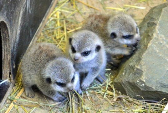 Mitte Januar sind im Tierpark Fauna vier kleine Erdmännchen zur Welt gekommen. Eins ist noch etwas scheu und traut sich nur selten aus dem Haus. (Foto: © Martina Hörle)