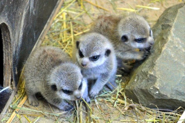 Mitte Januar sind im Tierpark Fauna vier kleine Erdmännchen zur Welt gekommen. Eins ist noch etwas scheu und traut sich nur selten aus dem Haus. (Foto: © Martina Hörle)