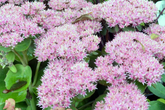 Die Fetthenne gehört mit ihren mehreren hundert Arten zu den wirklichen Überlebenskünstlern. Sie verdankt ihren Namen den fleischen Blättern, die als Wasserspeicher dienen. (Foto: © Martina Hörle)