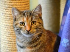 Zahlreiche braune und drei rotgestromte Tigerkatzen warten im Tierheim Solingen auf ein neues Zuhause. (Foto: © Martina Hörle)