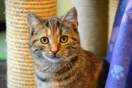 Zahlreiche braune und drei rotgestromte Tigerkatzen warten im Tierheim Solingen auf ein neues Zuhause. (Foto: © Martina Hörle)